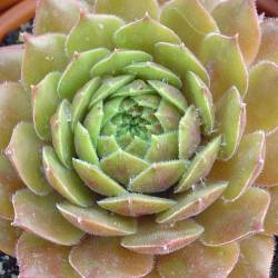 Sempervivum - Dachwurz - Hauswurz